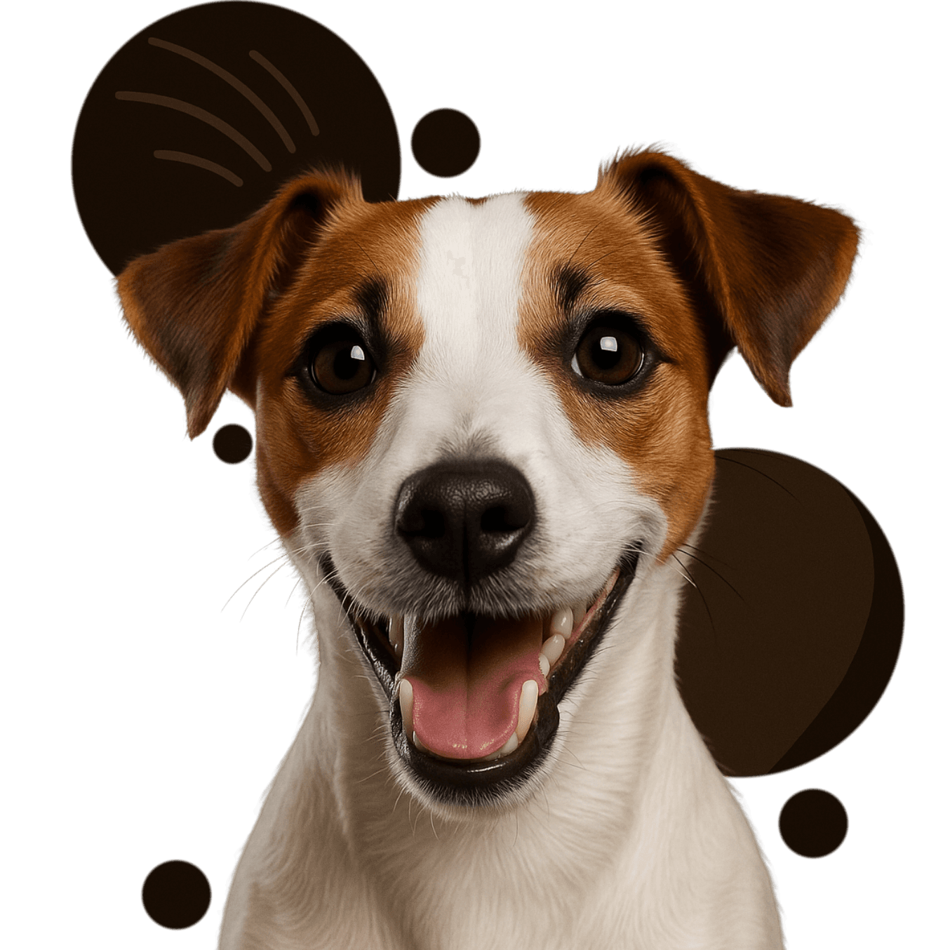 Serviço de diagnóstico veterinário