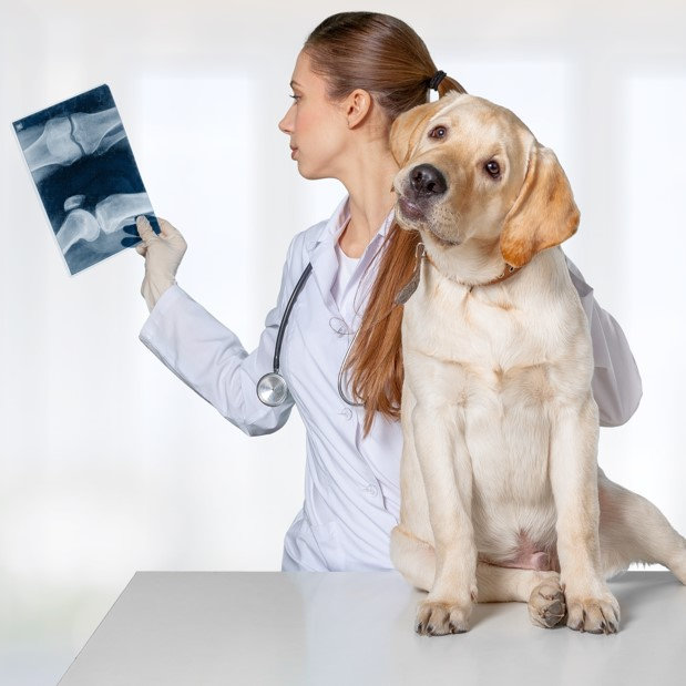 Estágio em Diagnóstico por Imagem